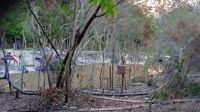 Tambang Merambah Hutan Mangrove Aktivitas penambangan timah ilegal di daerah aliran sungai (DAS) dan merusak kawasan hutan mangrove di Kecamatan Gantung, Kabupaten Belitung Timur. (Foto: IST)